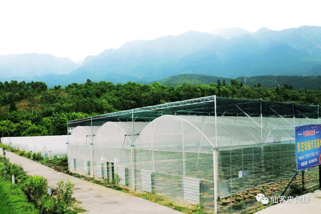 中國靈芝十大品牌|仙客來靈芝|仙客來靈芝破壁孢子粉|仙客來孢子油|仙客來靈芝飲片|仙客來破壁孢子粉|仙客來靈芝中藥飲片|馳名商標(biāo)|www.pureinfact.com|