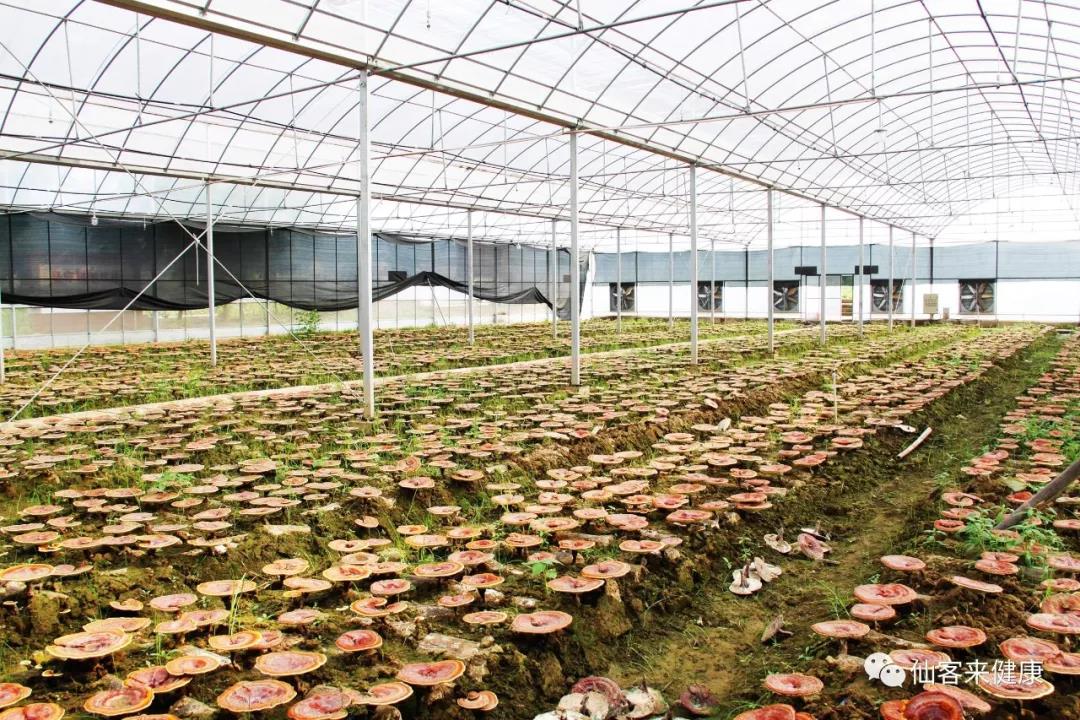 中國靈芝十大品牌|仙客來靈芝|仙客來靈芝破壁孢子粉|仙客來孢子油|仙客來靈芝飲片|仙客來破壁孢子粉|仙客來靈芝中藥飲片|馳名商標(biāo)|www.pureinfact.com|