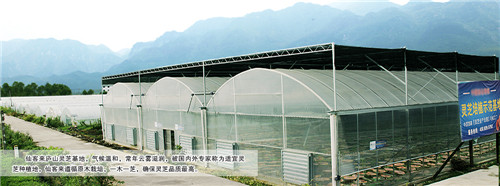 中國靈芝十大品牌|仙客來靈芝|仙客來靈芝破壁孢子粉|仙客來孢子油|仙客來靈芝飲片|仙客來破壁孢子粉|仙客來靈芝中藥飲片|馳名商標|www.pureinfact.com|
