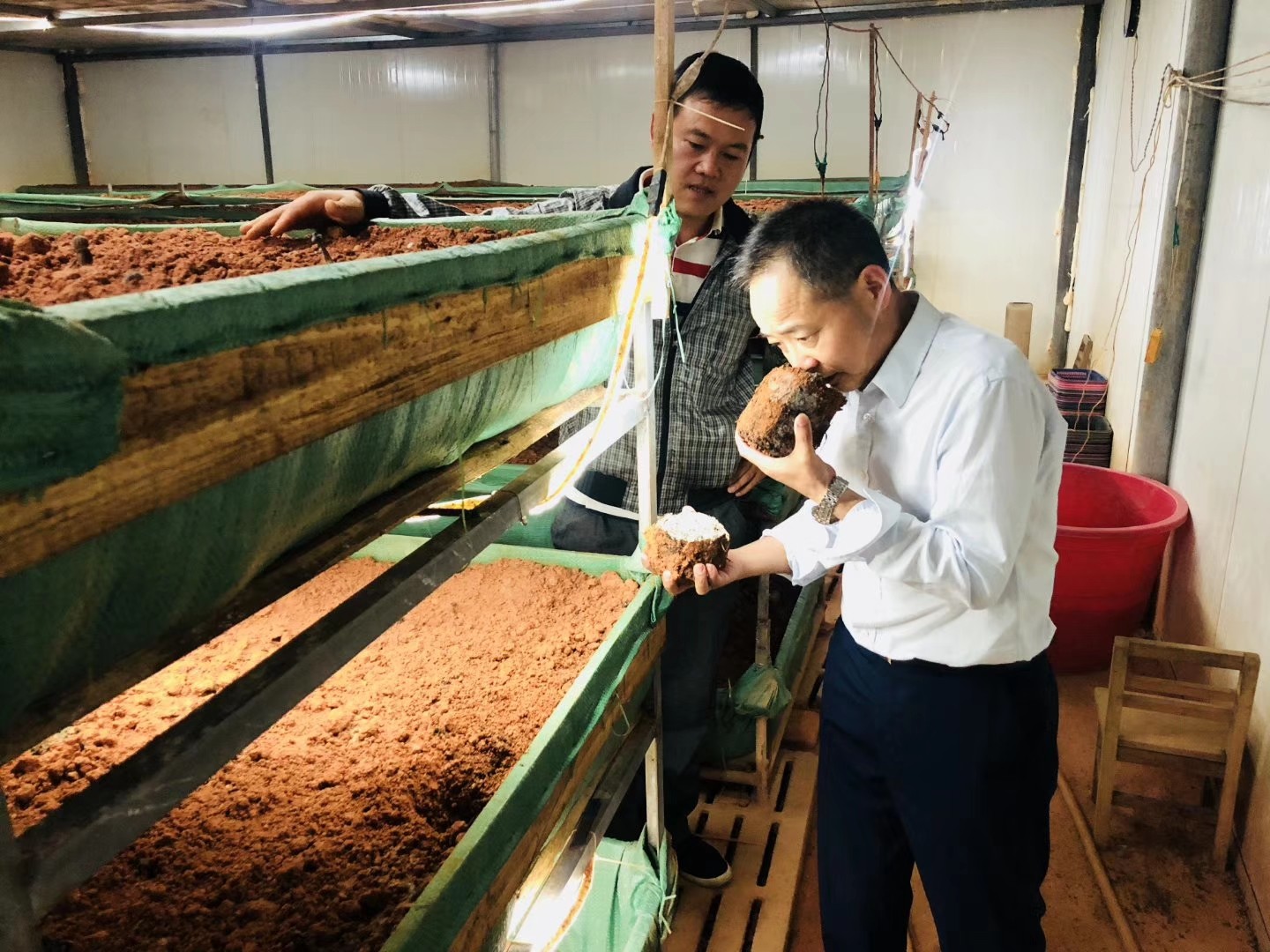 杭州亞運(yùn)會官方靈芝產(chǎn)品供應(yīng)商|杭州亞運(yùn)會官方供應(yīng)商|中國靈芝十大品牌|仙客來靈芝|仙客來靈芝破壁孢子粉|仙客來孢子油|仙客來靈芝飲片|仙客來破壁孢子粉|靈芝孢子油|孢子粉|靈芝破壁孢子粉|靈芝|中華老字號
