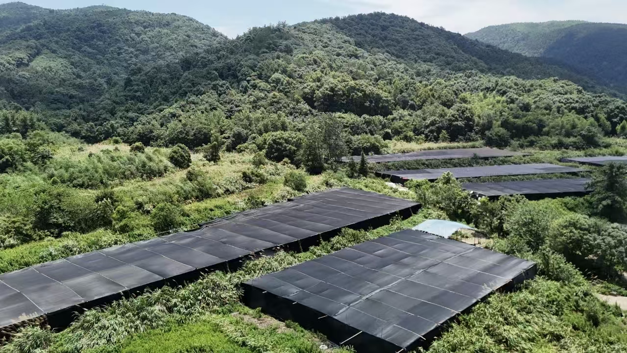 杭州亞運(yùn)會(huì)官方靈芝產(chǎn)品供應(yīng)商|杭州亞運(yùn)會(huì)官方供應(yīng)商|中國(guó)靈芝十大品牌|仙客來靈芝|仙客來靈芝破壁孢子粉|仙客來孢子油|仙客來靈芝飲片|仙客來破壁孢子粉|靈芝孢子油|孢子粉|靈芝破壁孢子粉|靈芝|中華老字號(hào) 杭州亞運(yùn)會(huì)官方靈芝產(chǎn)品供應(yīng)商|杭州亞運(yùn)會(huì)官方供應(yīng)商|中國(guó)靈芝十大品牌|仙客來靈芝|仙客來靈芝破壁孢子粉|仙客來孢子油|仙客來靈芝飲片|仙客來破壁孢子粉|靈芝孢子油|孢子粉|靈芝破壁孢子粉|靈芝|中華老字號(hào)