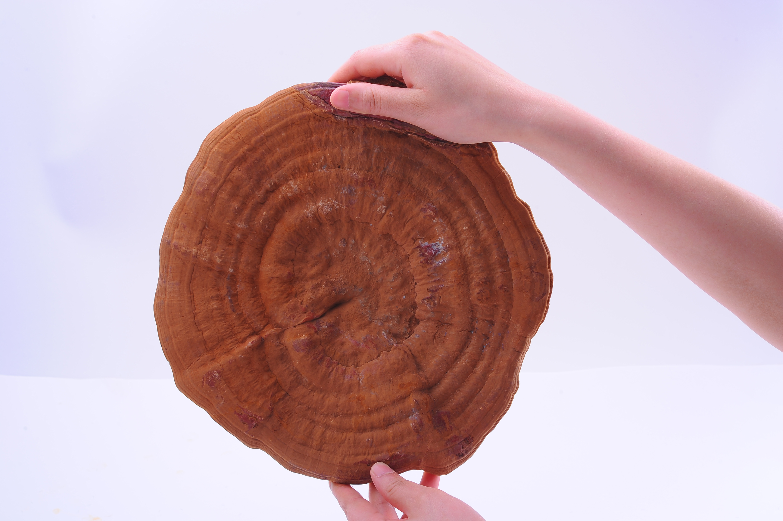 杭州亞運(yùn)會(huì)官方靈芝產(chǎn)品供應(yīng)商|杭州亞運(yùn)會(huì)官方供應(yīng)商|中國(guó)靈芝十大品牌|仙客來(lái)靈芝|仙客來(lái)靈芝破壁孢子粉|仙客來(lái)孢子油|仙客來(lái)靈芝飲片|仙客來(lái)破壁孢子粉|靈芝孢子油|孢子粉|靈芝破壁孢子粉|靈芝|中華老字號(hào) 杭州亞運(yùn)會(huì)官方靈芝產(chǎn)品供應(yīng)商|杭州亞運(yùn)會(huì)官方供應(yīng)商|中國(guó)靈芝十大品牌|仙客來(lái)靈芝|仙客來(lái)靈芝破壁孢子粉|仙客來(lái)孢子油|仙客來(lái)靈芝飲片|仙客來(lái)破壁孢子粉|靈芝孢子油|孢子粉|靈芝破壁孢子粉|靈芝|中華老字號(hào)