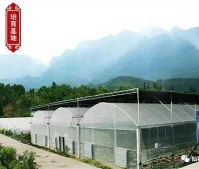 春暖花開(kāi)  疫情散去  廬山邀請(qǐng)欣賞大自然美好風(fēng)光