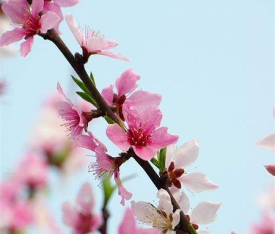 清明小長假謹(jǐn)防疫情！健康長壽請謹(jǐn)記這“三個字”