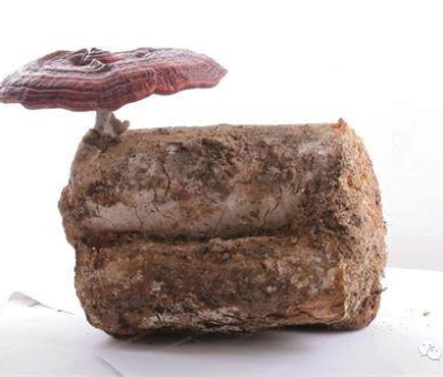 2020全國(guó)兩會(huì)特別報(bào)道：關(guān)于新冠疫情，看名醫(yī)、人大代表和政協(xié)委員如何說？