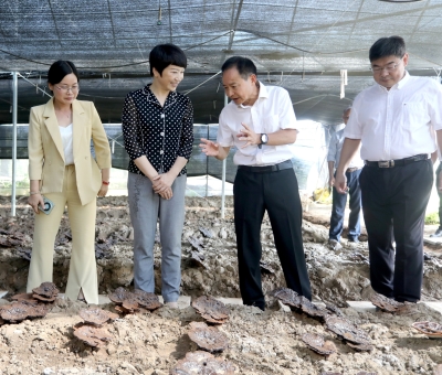 江西省委常委、宣傳部部長盧小青深入廬山市通書院村靈芝基地調研